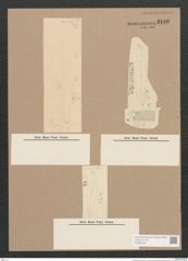 Pleurosigma sp. (de-Toni-Nr.: Genus 13) Zeichnungen Sammlung Grunow Nr. 2146 (NHMW-BOT-W0369192)